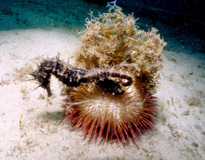 Морской конёк, снятый крупным планом при помощи цифрового фотоаппарата SeaLife DC 1400. Фото: John Christopher Fine 