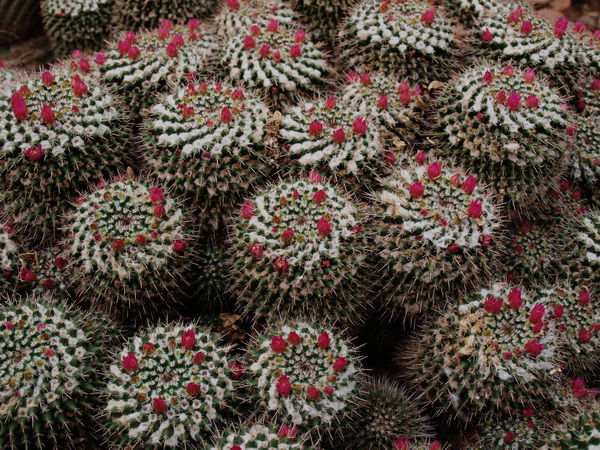 Кактусы Израиля. Теплица Регева. Фото Хава ТОР/Великая Эпоха