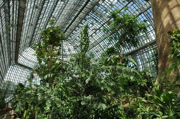 Высока и полна света большая тропическая оранжерея Фото: © I. Haas, Botanischer Garten und Botanisches Museum Berlin-Dahlem