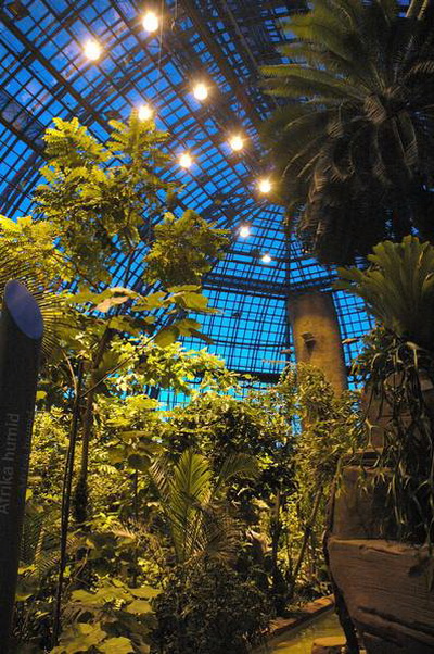 Ночное настроение в большой тропической оранжерее Фото: © I. Haas, Botanischer Garten und Botanisches Museum Berlin-Dahlem