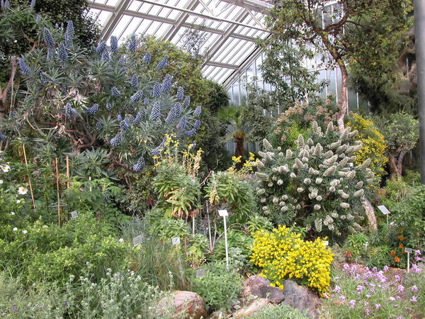 Душистая весна в оранжерее средиземноморья. Фото: © I. Haas, Botanischer Garten und Botanisches Museum Berlin-Dahlem
