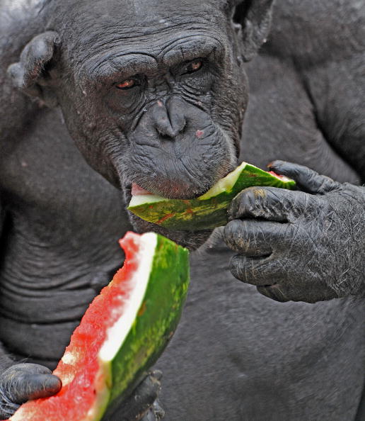 В зоопарке  Таронга. Фото:  Rick Stevens/Taronga Zoo via Getty Images