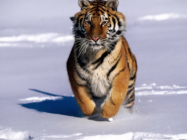 Фото с сайта animalworld.com.ua