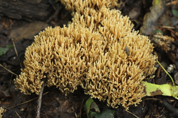 Ramaria (Korallenpilz). Фото: Sean Gallup/Getty Images