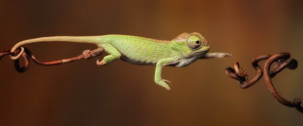 Двурогий хамелеон. Фото с сайта animalworld.com.ua