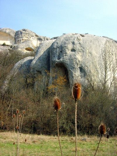 Крым. Пятая балка. Весенние цветы в горном Крыму. Фото: Алла Лавриненко