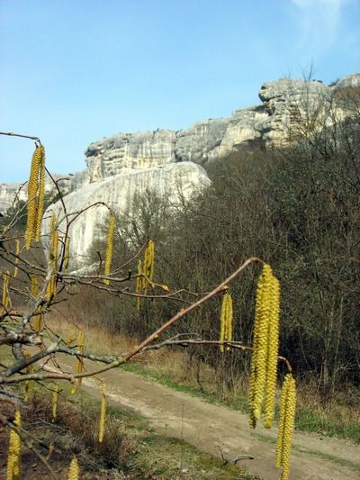 Крым. Пятая балка. Весенние цветы в горном Крыму. Фото: Алла Лавриненко
