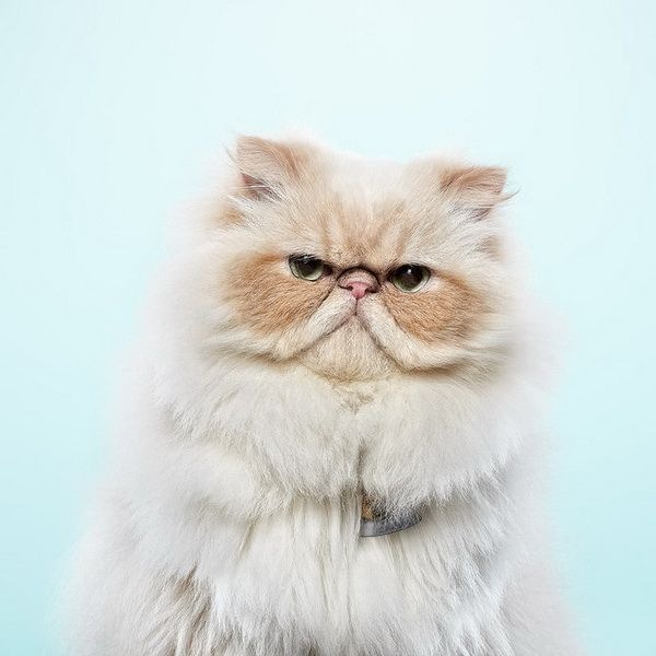 Забавные животные. Фото: xaxor.com