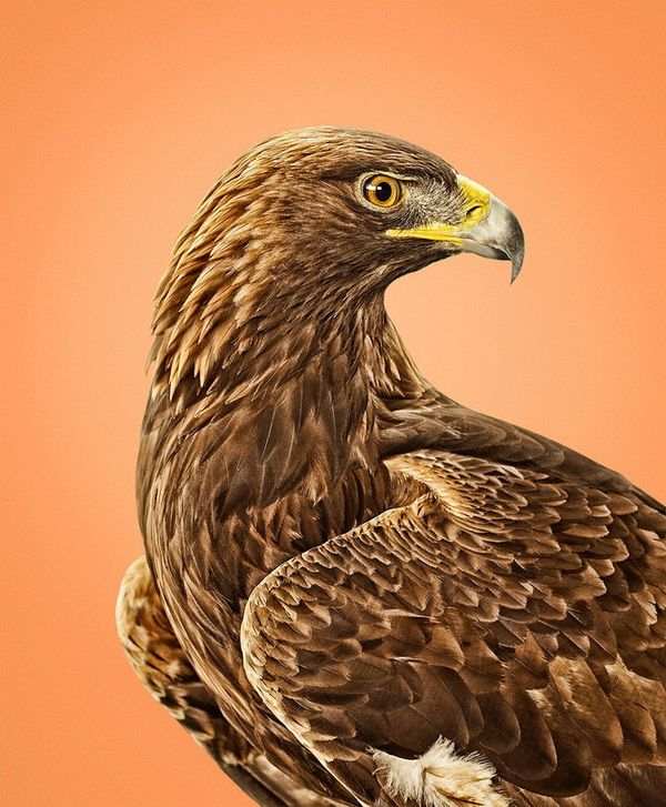 Забавные животные. Фото: xaxor.com
