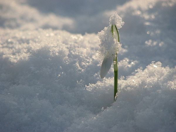 Весна, цветы, подснежники. Фото:xaxor.com
