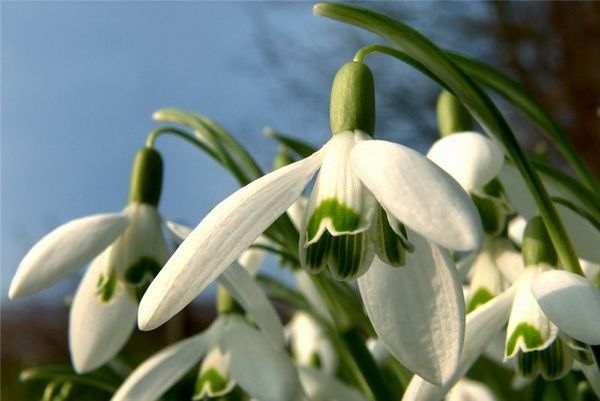 Весна, цветы, подснежники. Фото:xaxor.com