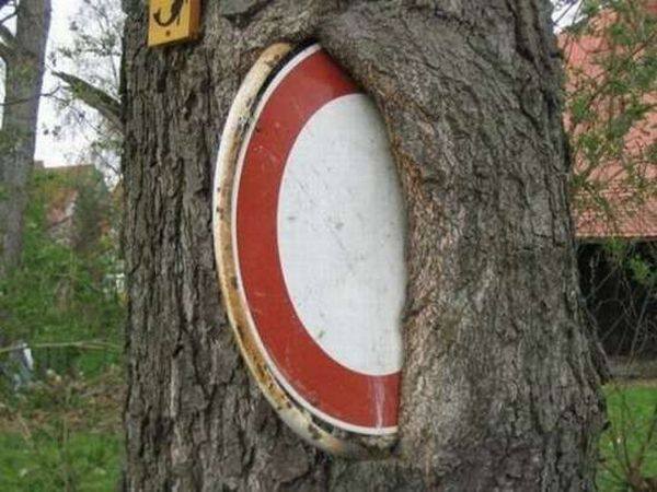 Энергия деревьев. Фото:xaxor.com