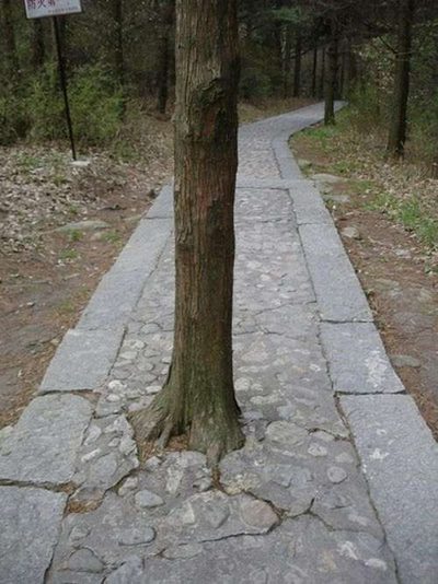 Энергия деревьев. Фото:xaxor.com