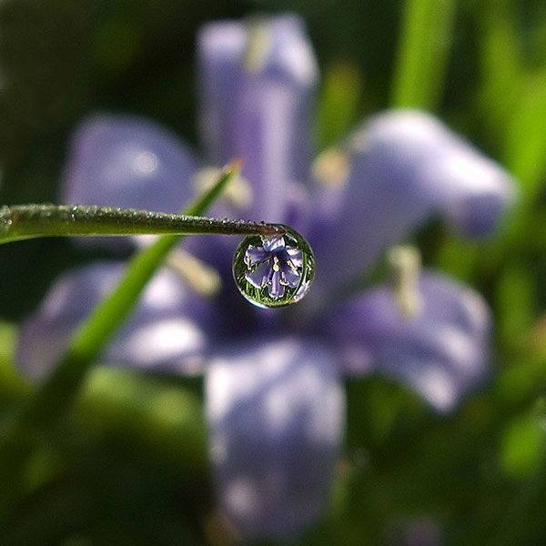 Красота весны. Фото:xaxor.com