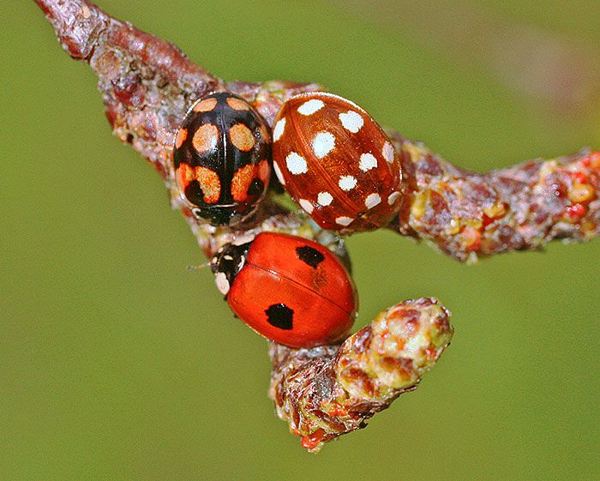 Красота весны. Фото:xaxor.com