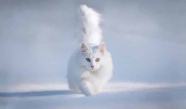 Животные в природе. Фото:xaxor.com