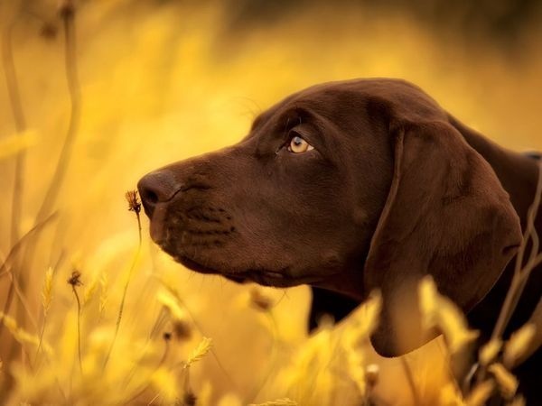 Животные в природе. Фото:xaxor.com