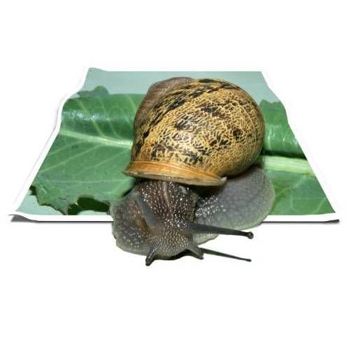 Иллюзия или реальность. Фото:xaxor.com