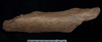 Рисунок на кости возрастом 13 000 лет. Фото: Smithsonian Museum Conservation Institute