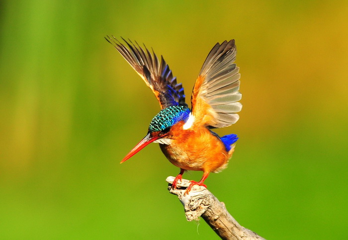 Малахитовый зимородок. Фото: Shutterstock*