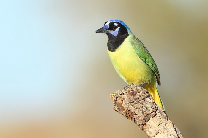 Зелёная сойка. Фото: Shutterstock*