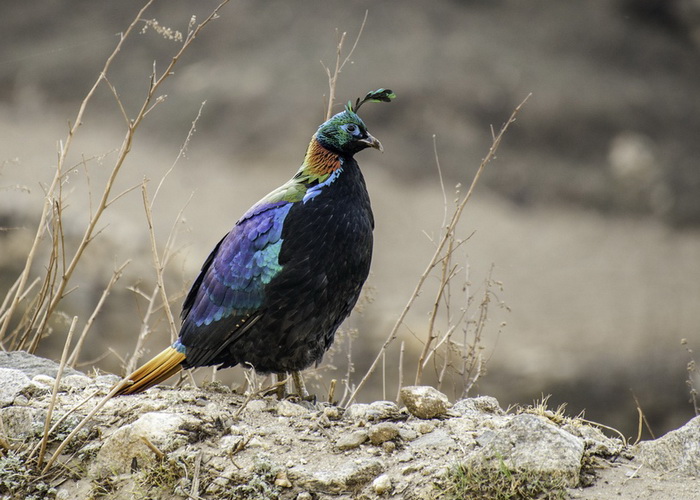 Гималайский монал. Фото: Shutterstock*
