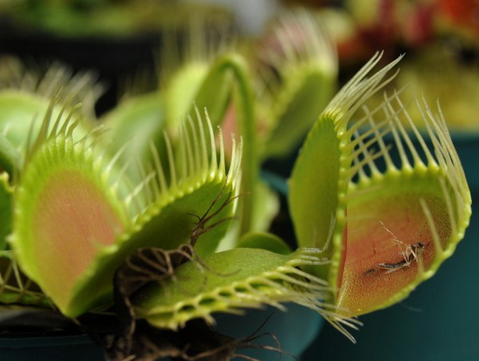 Венерина мухоловка (Dionaea muscipula) была показана во время открытия выставки насекомоядных растений в биопарке La Reserva, расположеном в предместье Боготы, 13 января 2012 г. Фото: Guillermo Legaria/AFP/Getty Images