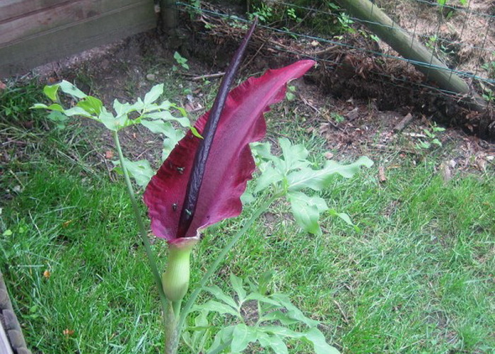 Растение Dracunculus Vulgaris, известное своим резким запахом. Фото: P.Pickaert via Wikimedia 