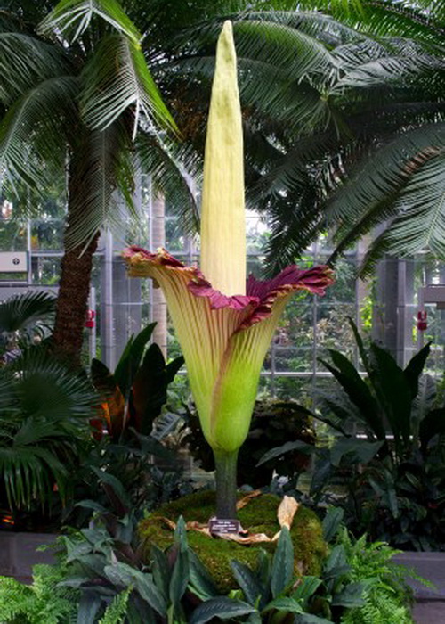 Amorphophallus titanum (Титановый Аронник), также известный как трупный цветок, в полном цвету в оранжерее Ботанического сада в Вашингтоне, округ Колумбия, США, 22 июля 2013 г. Фото: Karen Bleier/AFP/Getty Images