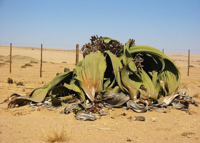 Welwitschia Mirabilis, который считают самым жизнестойким растением на земле. Фото: Thomas Schoch via Wikimedia