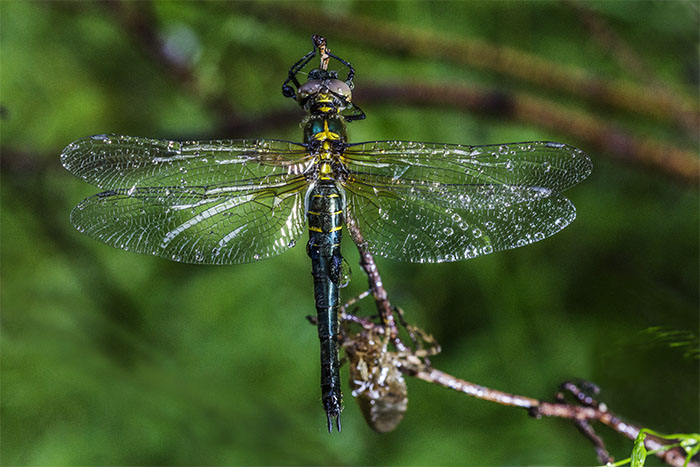 Макро. Стрекоза. Фото: Нина Апёнова/Великая Эпоха (The Epoch Times)
