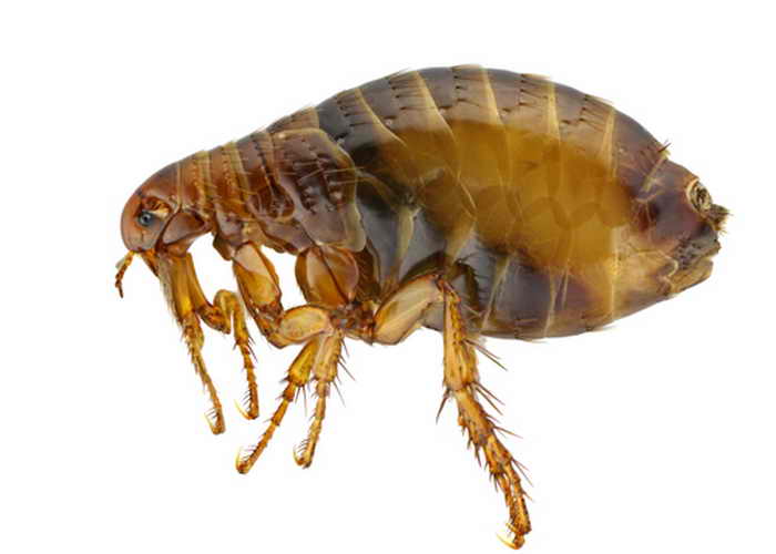 Блоха, Pulex irritans. Фото: Shutterstock*