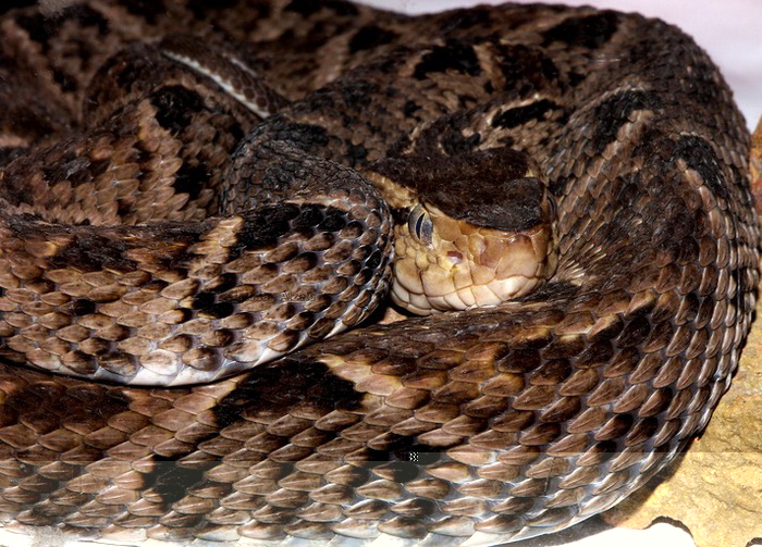 Фото: Esteban Alzate/Wikimedia Commons