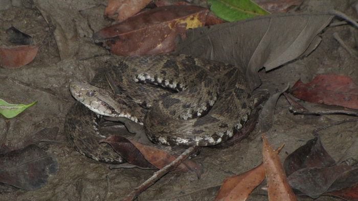 Фото: Juan Camilo Mora/Wikimedia Commons