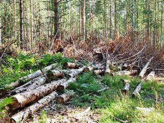 Житель КНР вырубил амурский лес почти на 3 миллиона рублей. Фото с crimerussia.livejournal.com