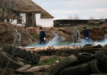 Африканская чума свиней. Фото: STR/AFP/Getty Images)