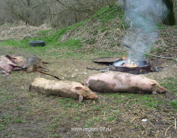 Африканская чума свиней на Кубани.. Фото с сайта www.region-07.ru 