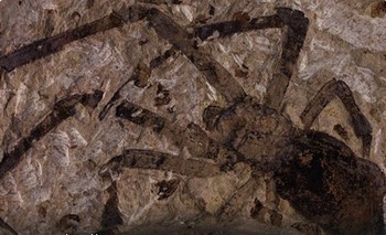 Древнейшая окаменелость самки  паука-золотопряда найдена в Китае. Фото с infox.ru