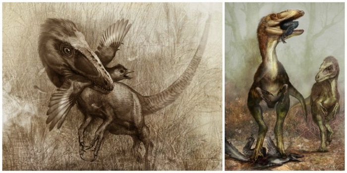 Sinocalliopteryx, охотник за летающими ящерами (слева) и древними птицами Confuciusornis (справа). Фото: Cheung Chungtat (справа). Фото: Cheung Chungtat
