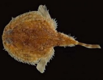 Это новая разновидность «рыбы-летучей мыши» (Halieutichthys intermedius) обитает в водах Мексиканского залива, в области, полностью загрязненной нефтяным пятном. Фото с сайта theepochtimes.com