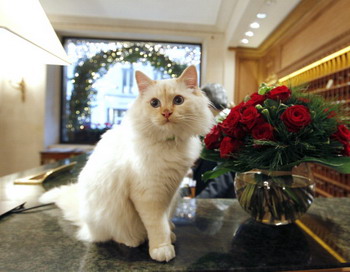 Многие владельцы домашних животных считают, что животные иногда общаются с ними телепатически. Фото: FRANCOIS GUILLOT/AFP/Getty Images