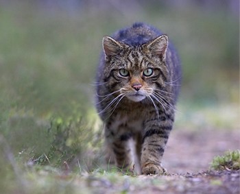 Шотландская дикая кошка. Фото Королевского зоологического сообщества Шотландии 