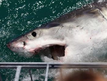 Большая белая акула привлечена приманкой на Shark Lady Adventure Tour 19 октября 2009 года, Гансбай, Южная Африка. Некоторые нападения акул, возможно, произошли из-за того, что их приучили к подкормке. Фото:Dan Kitwood/Getty Images