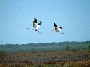 Американские журавли в Национальном Заповеднике Aransas. (US Fish and Wildlife Service)