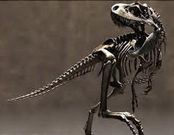 «Маленький бандит» найден на Мадагаскаре. Изображение:globalscience.ru