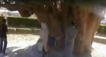 Средиземноморский кипарис «Зороастрийский Сарв» в Иране. Фото: Screenshot/YouTube
