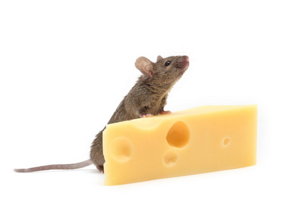 Мышь с сыром. Фото: Shutterstock*
