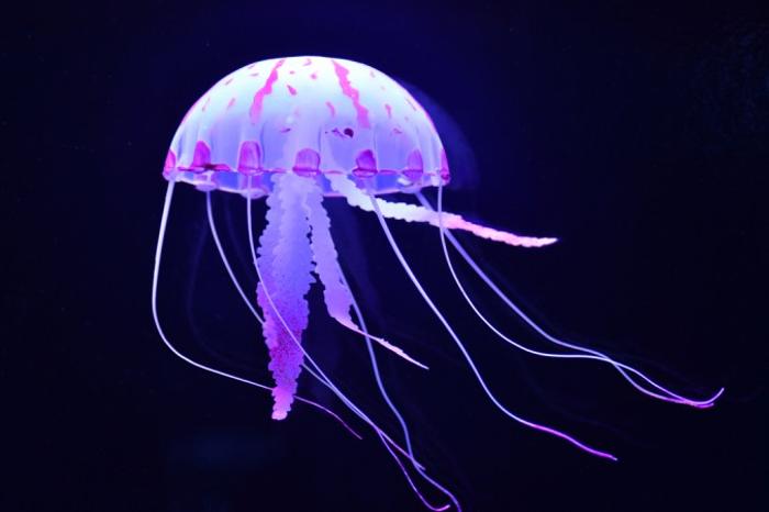 Фиолетовые медузы. Фото: Shutterstock*