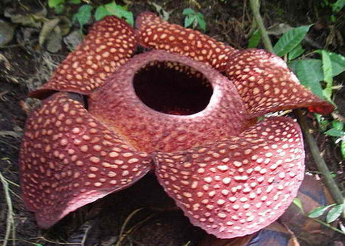 Раффлезия Арнольда. Фото: Mgiganteus/wikimedia.org
