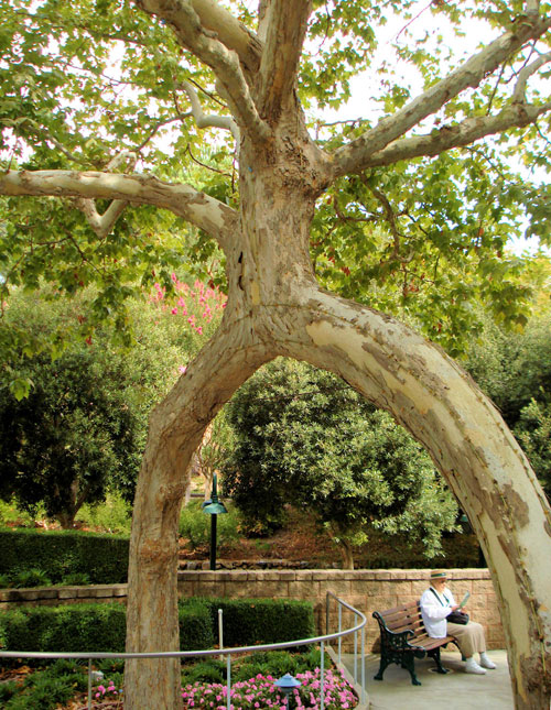 Дерево в форме арки в Gilroy Gardens. фото: Mark & Naomi Iliff/flickr.com